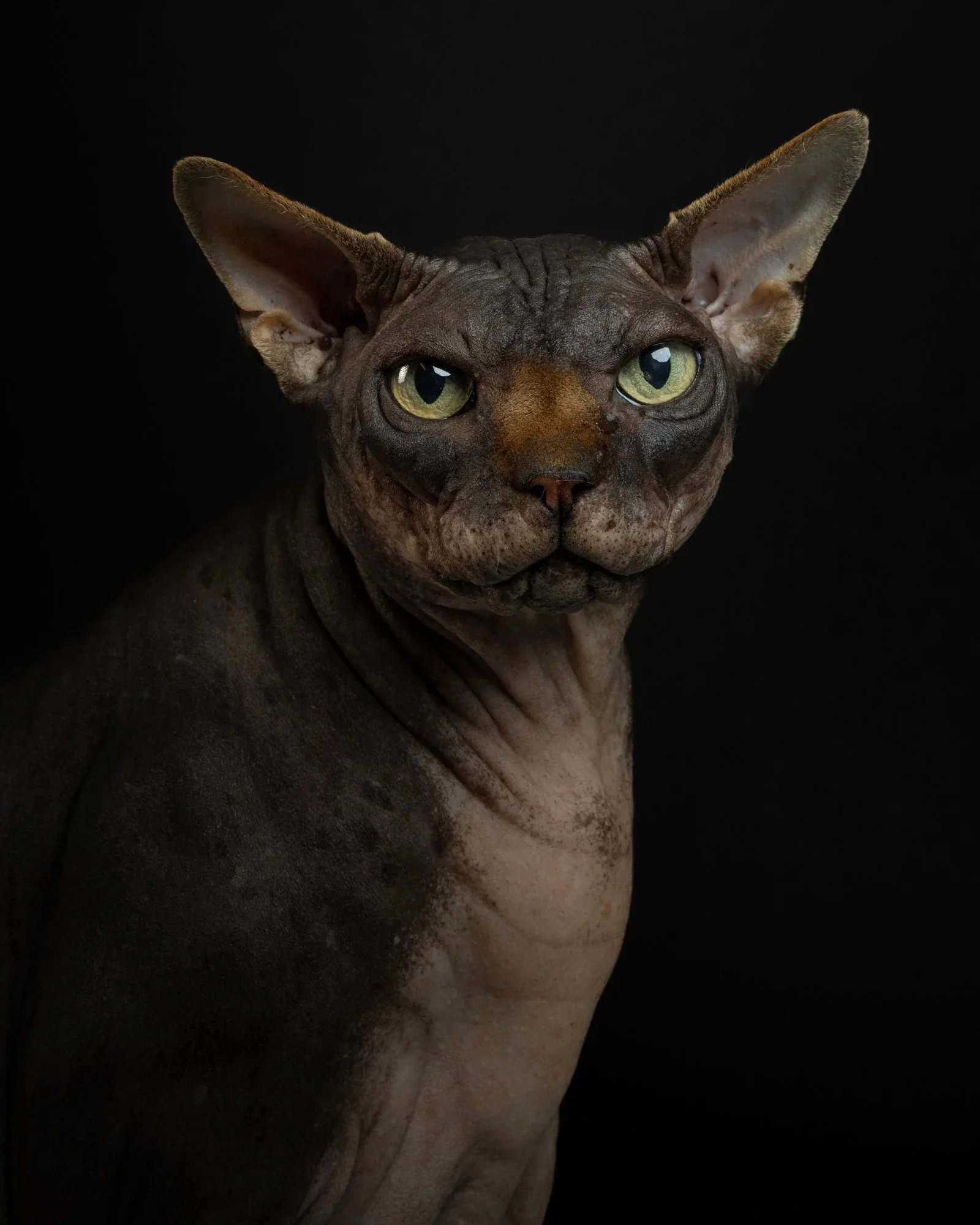 Dark-colored Sphynx cat with large ears and yellow-green eyes on a black background.